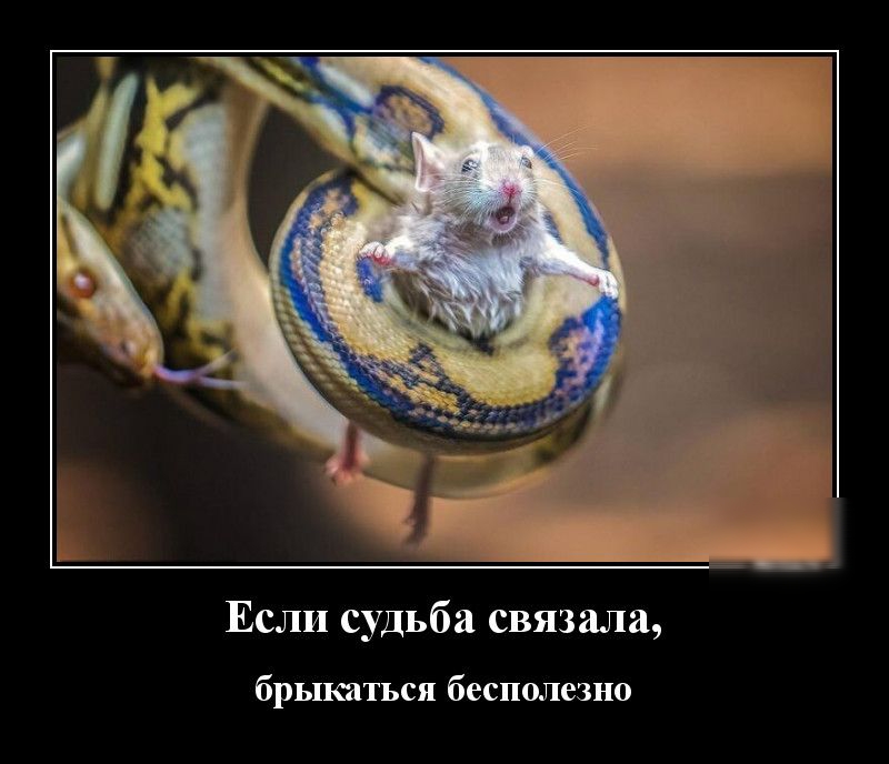 Если судьба связала брыкаться бесполезно