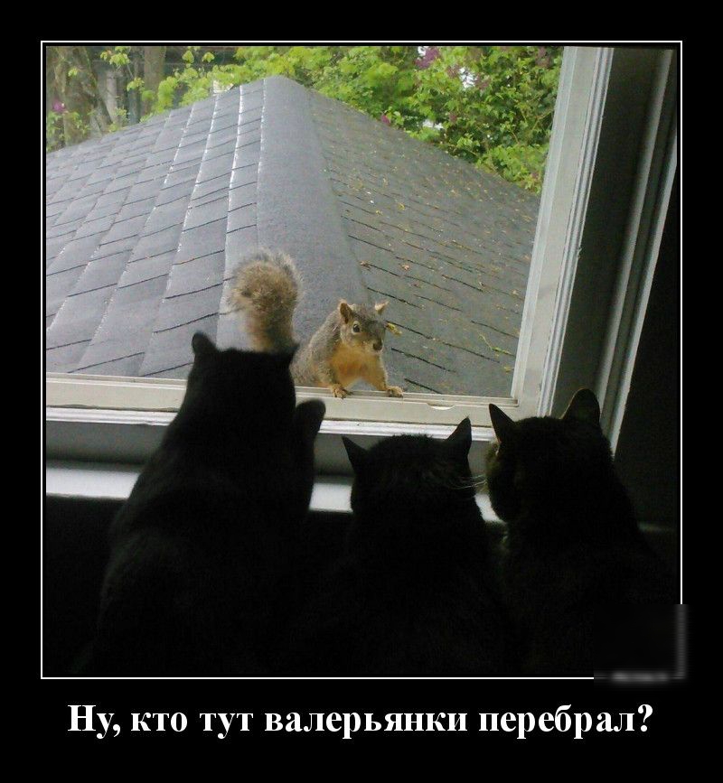 Ну кто тут валерьянки перебрал