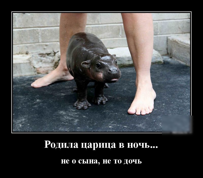 Родила царица в ночь не 0 сына не ТО ДОЧЬ