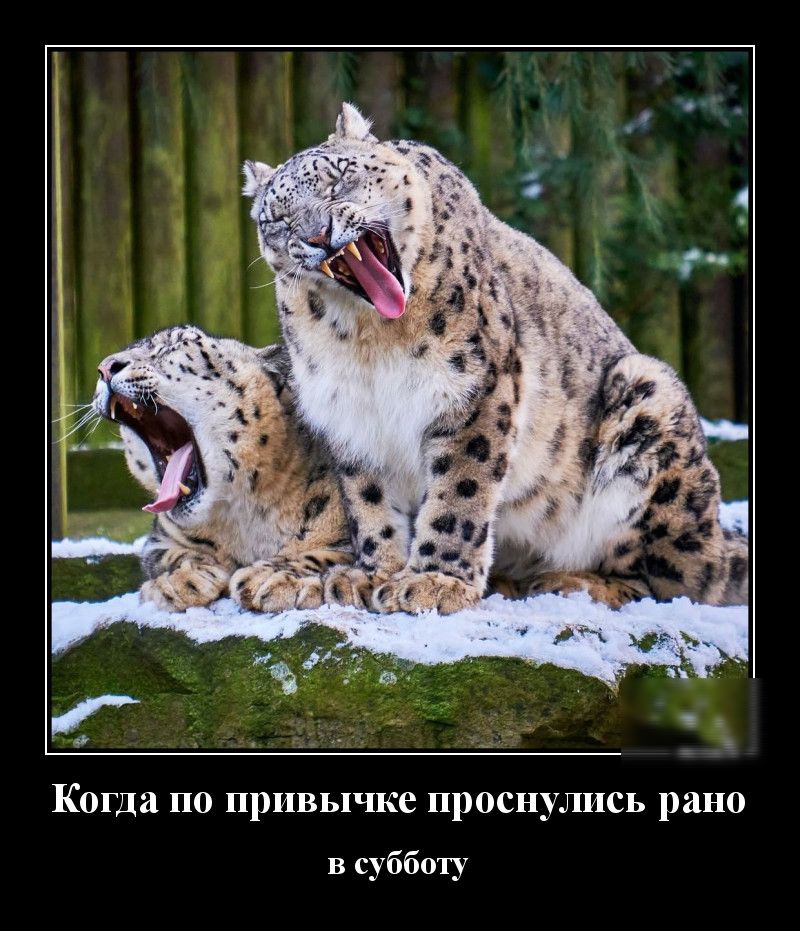 Когда по привычке проснулись рано в субботу