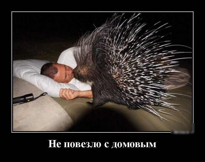 Не повезло с домовым