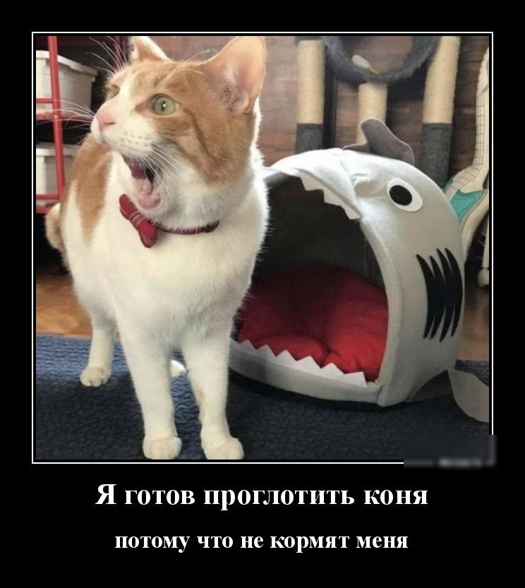 Я готов проглотить коня ПОТОМУ ЧТО не К0рМЯТ меня