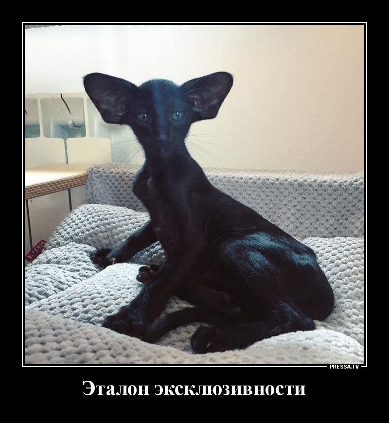 твц Эталон эксклюзивности