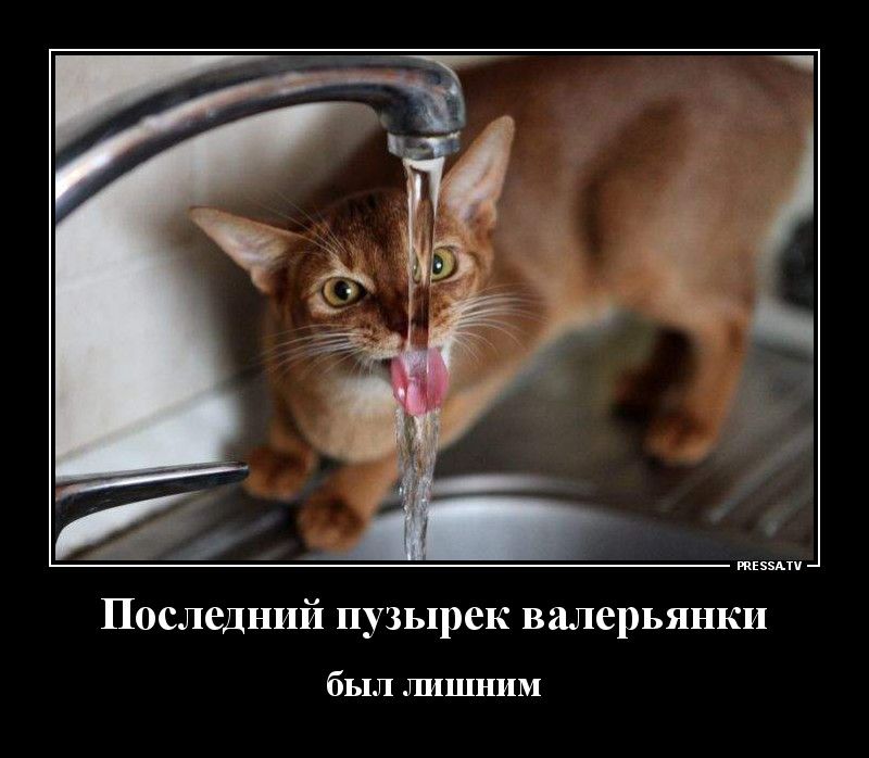 Последний пузырек валерьянки был ЛИШНИМ
