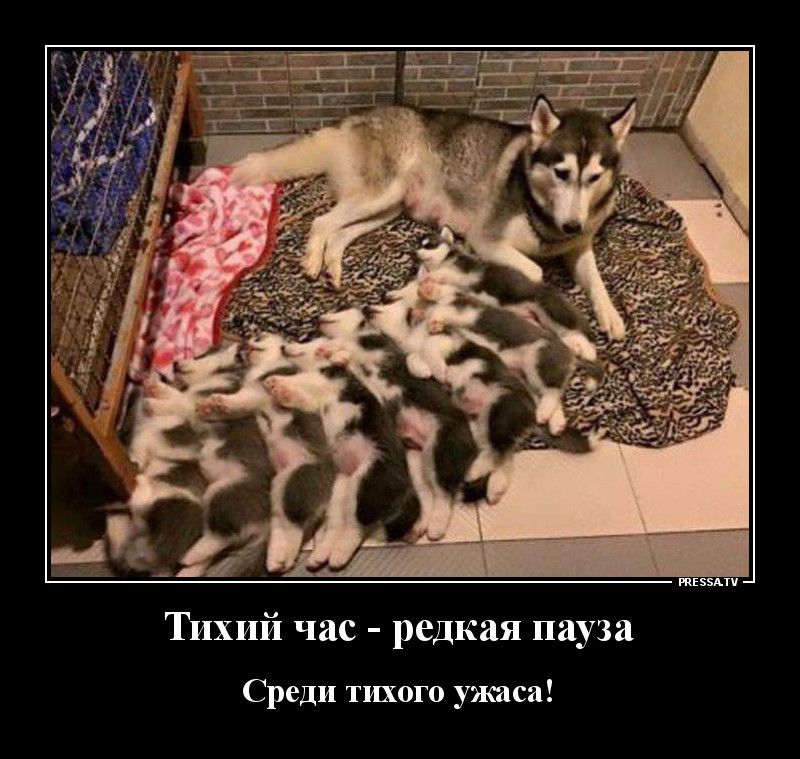 тззмч Тихий час редкая пауза Среди тихого ужаса