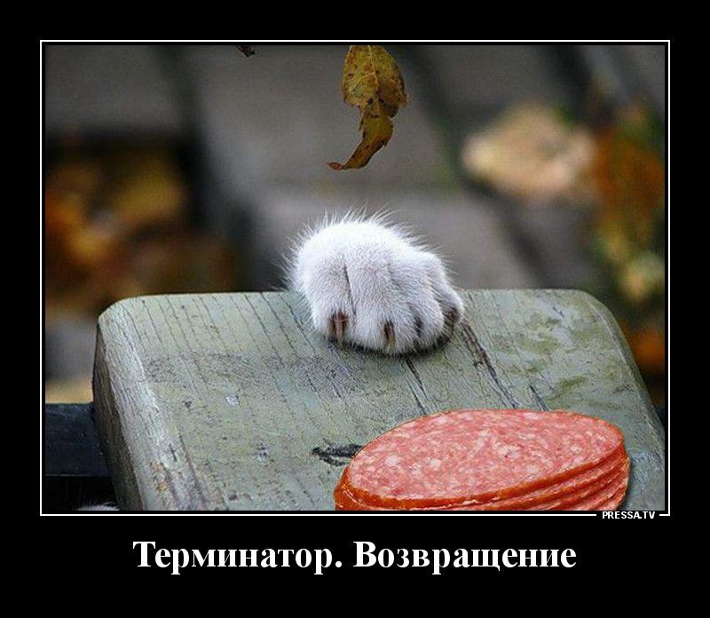 жизни Терминатор Возвращение