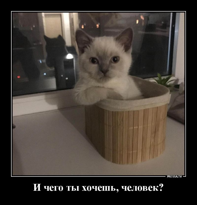тЕзэАтч И чего ты хочешь человек