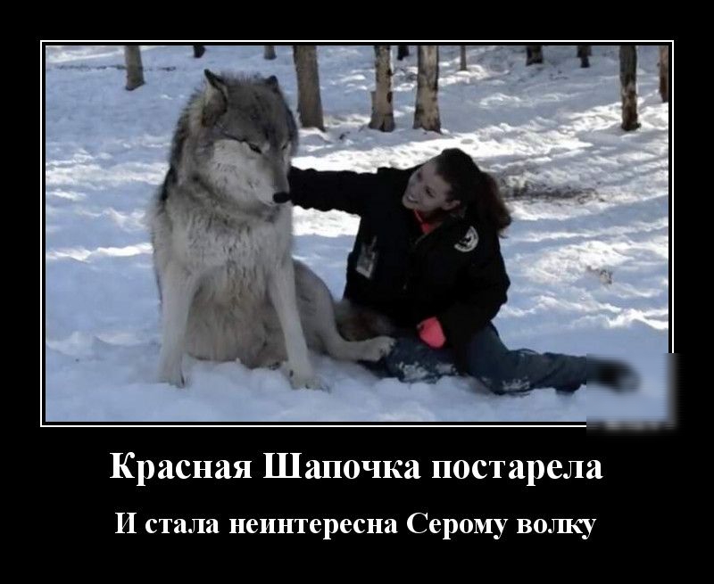 Красная Шапочка постарела И стала неинтересна Серому волку