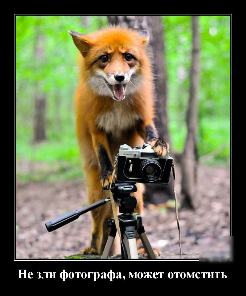 Не зли фотографа может отомстить