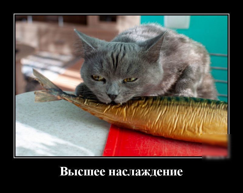 Высшее наслаждение