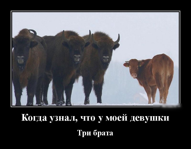 Когда узнал что у моей девушки Три брата
