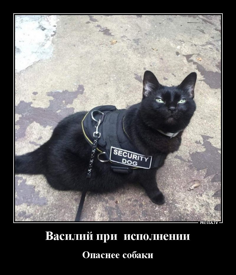 твц Василий при исполнении Опаснее собаки