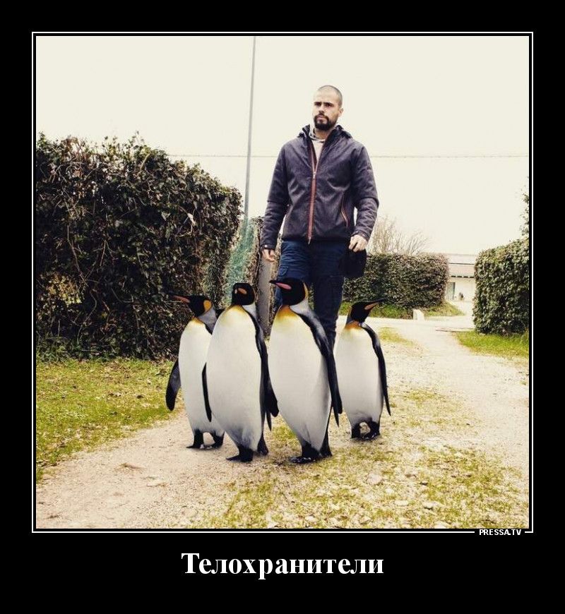 Телохранители твц