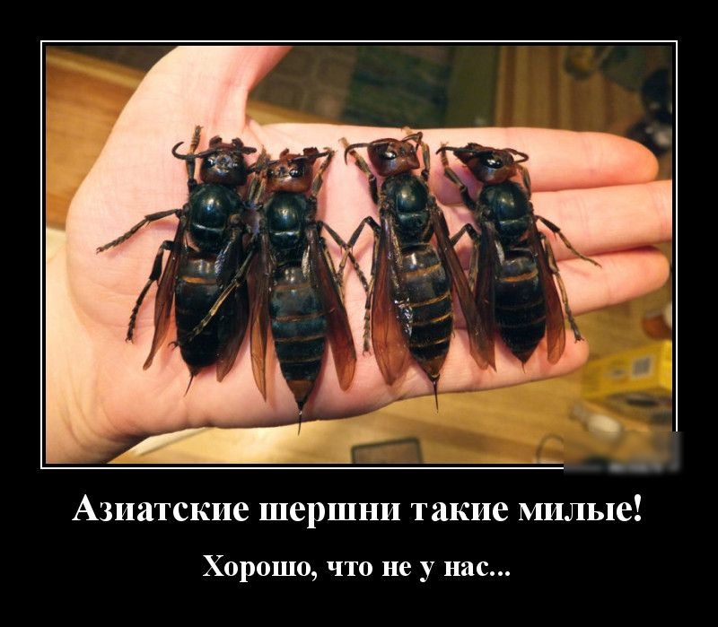 Азиатские шершни такие милые Хорошо что не у нас