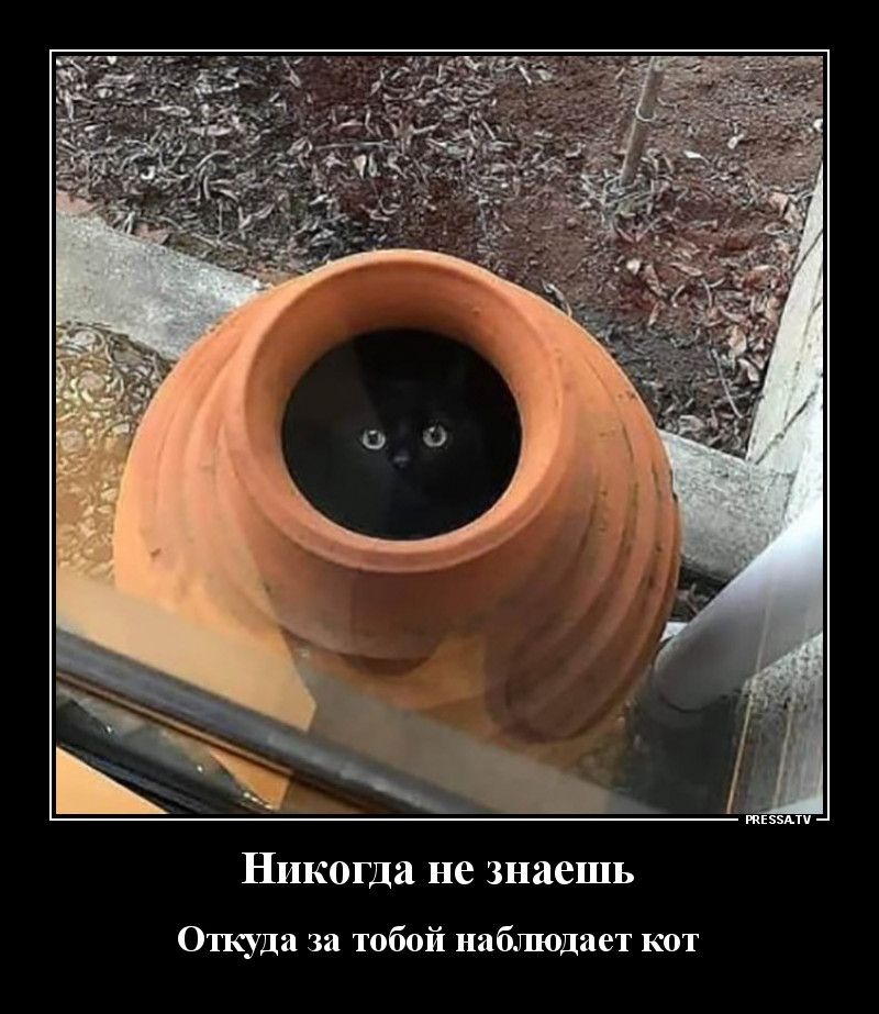 иззми Никогда не знаешь Откуда за тобой наблюдает кот