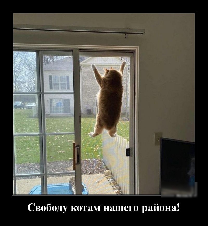 Свободу котам нашего района