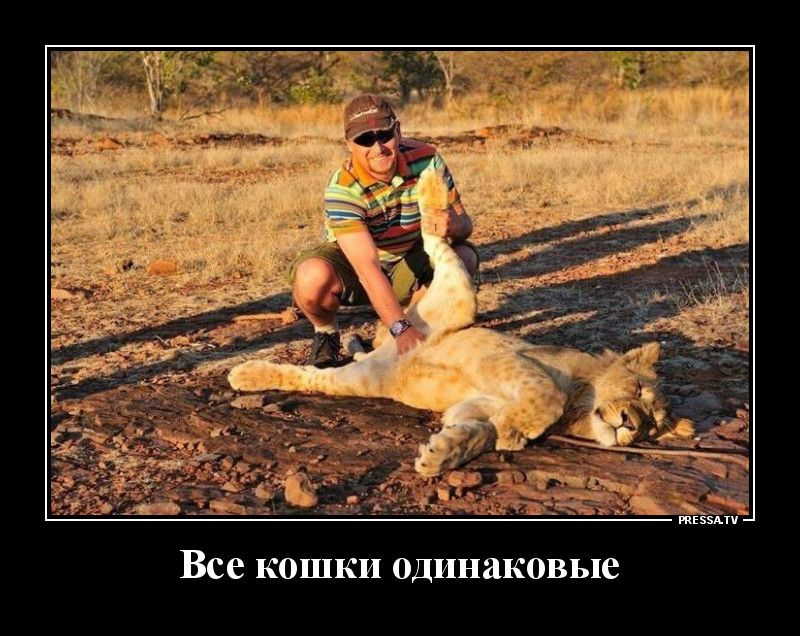 Все кошки одинаковые