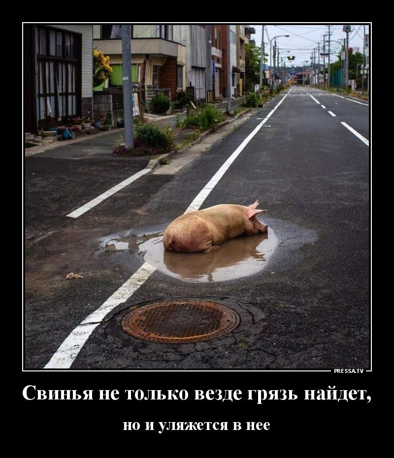 твц Свинья не только везде грязь найдет НО И УЛЯЖСТСЯ В нее