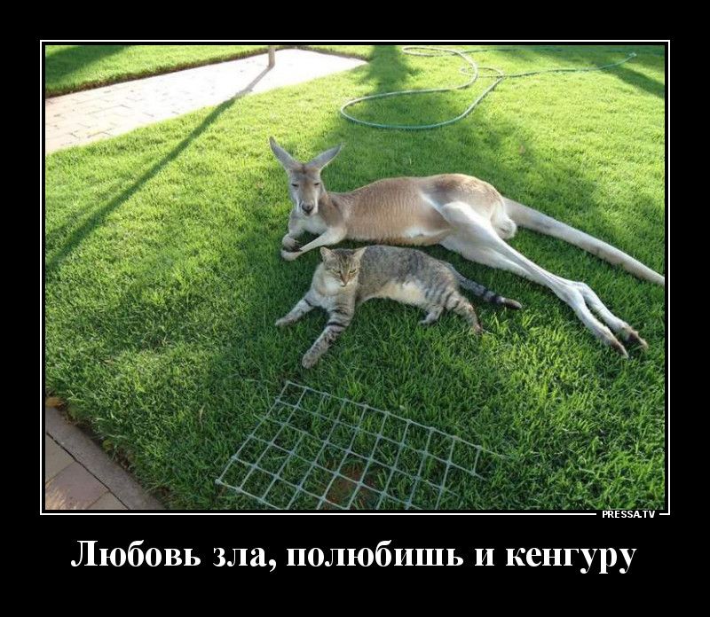 Любовь зла полюбишь и кенгуру
