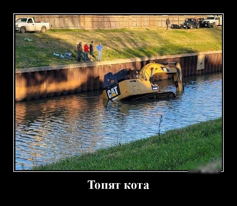 Топят кота