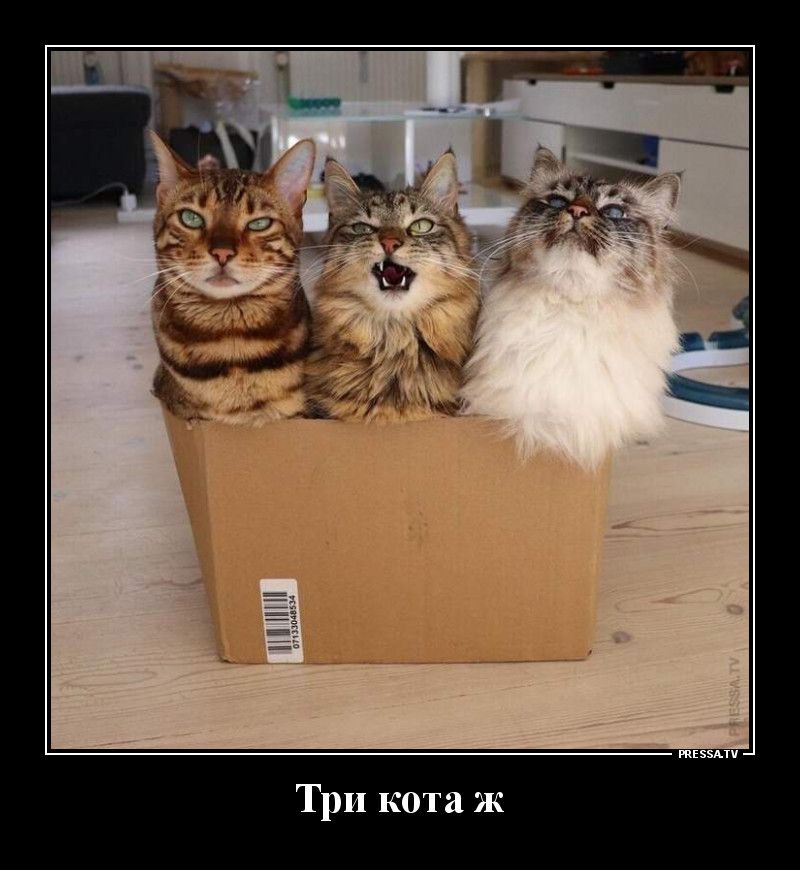 Три кота ж