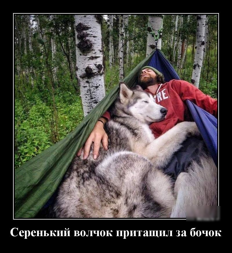 бочок Серенький волчок притащил за