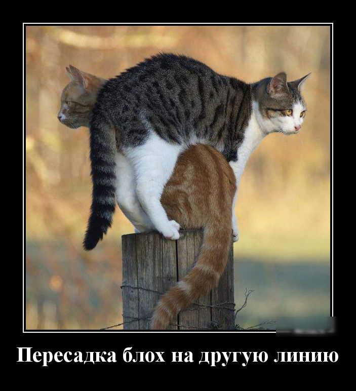 Пересадка блох на другую линию