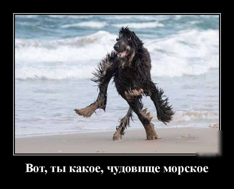Вот ты какое чудовище морское