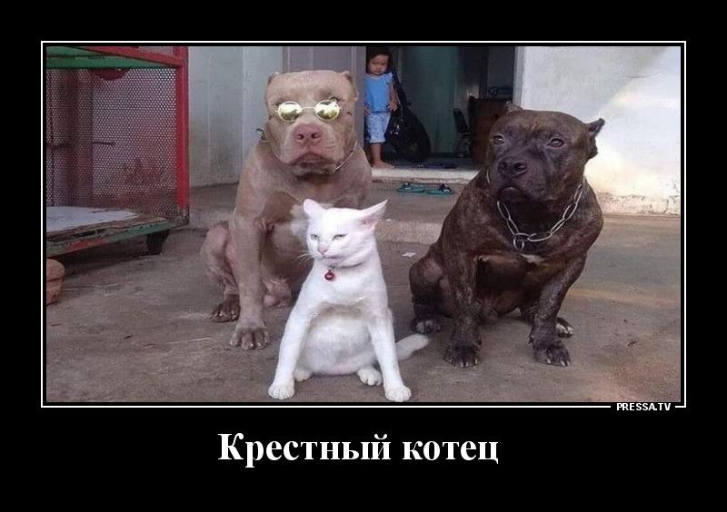 тЕэзАтч Крестный котец