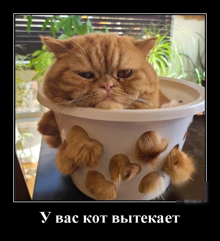 У вас кот вытекает