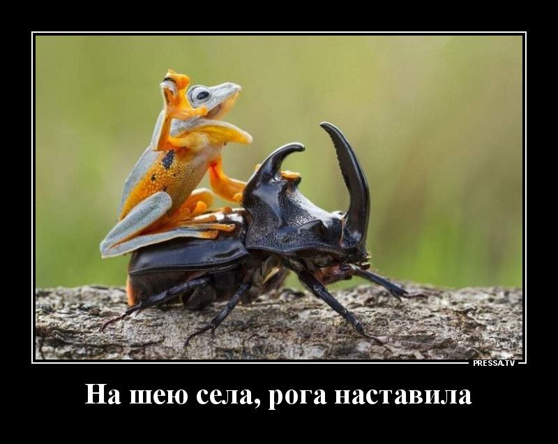 тЕззАп На шею села рога наставила