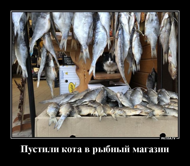 тззми Пустили кота в рыбный магазин