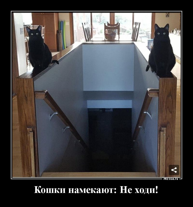 Кошки намекают Не ходи