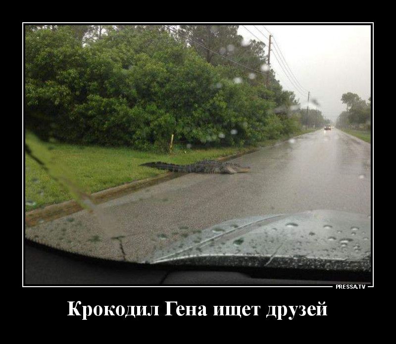 тззми Крокодил Гена ищет друзей