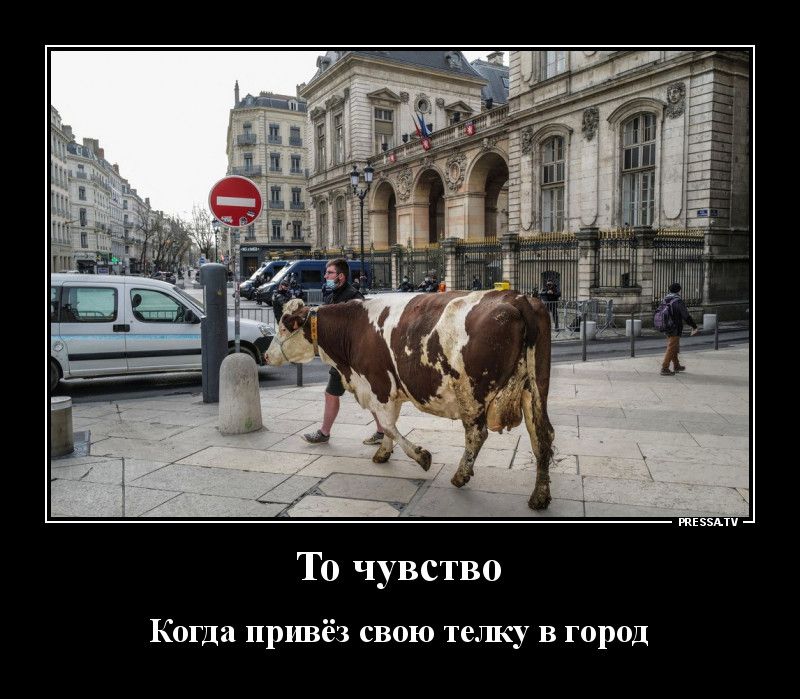 тззми То чувство Когда привёз свою телку в город