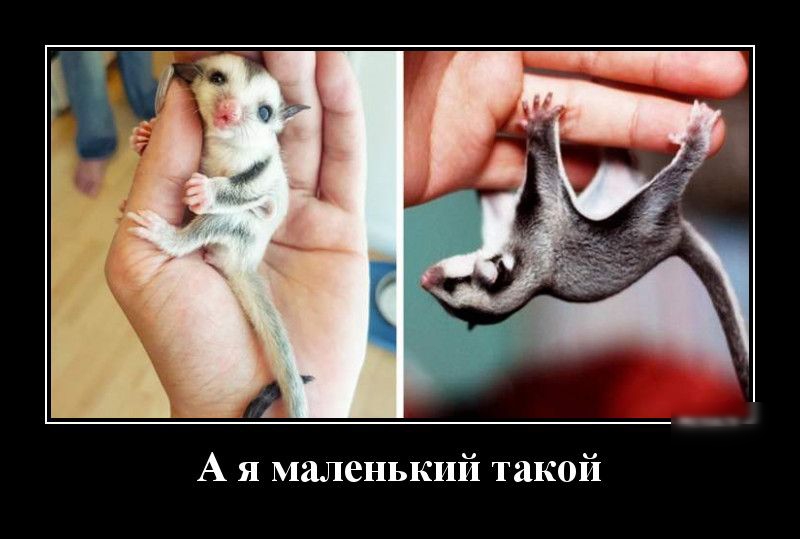 А я маленький такой