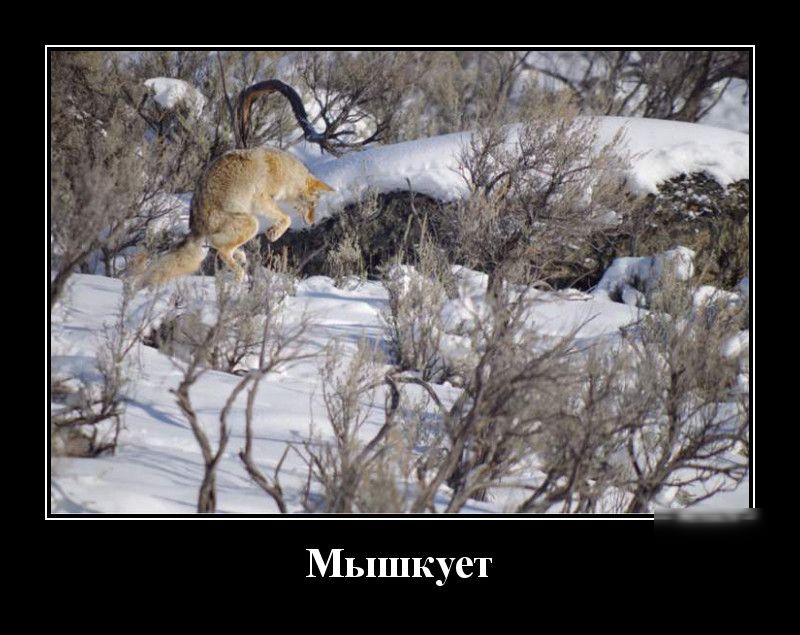 Мышкует