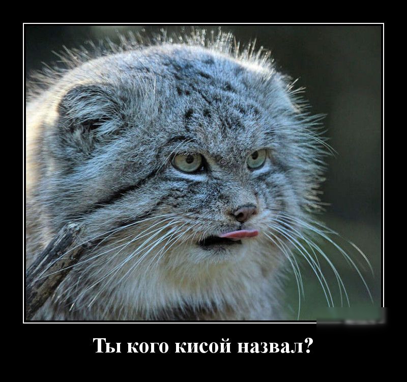 Ты кого кисой назвал