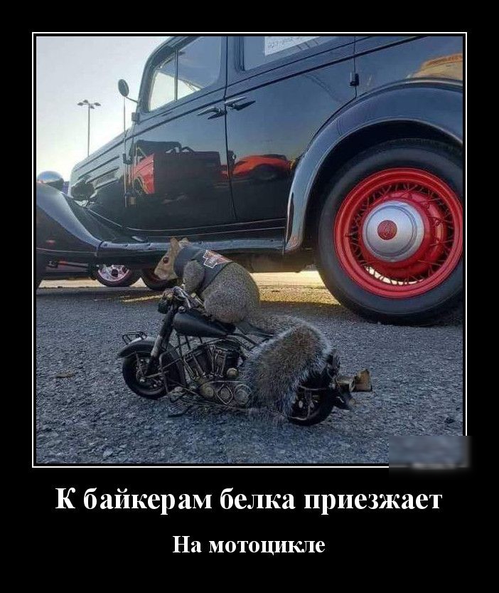 К байкерам белка приезжает На мотоцикле