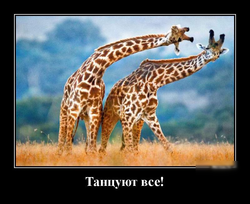 Танцуют все