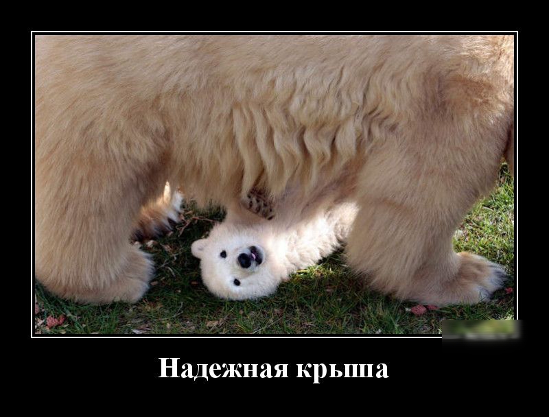 Надежная крыша
