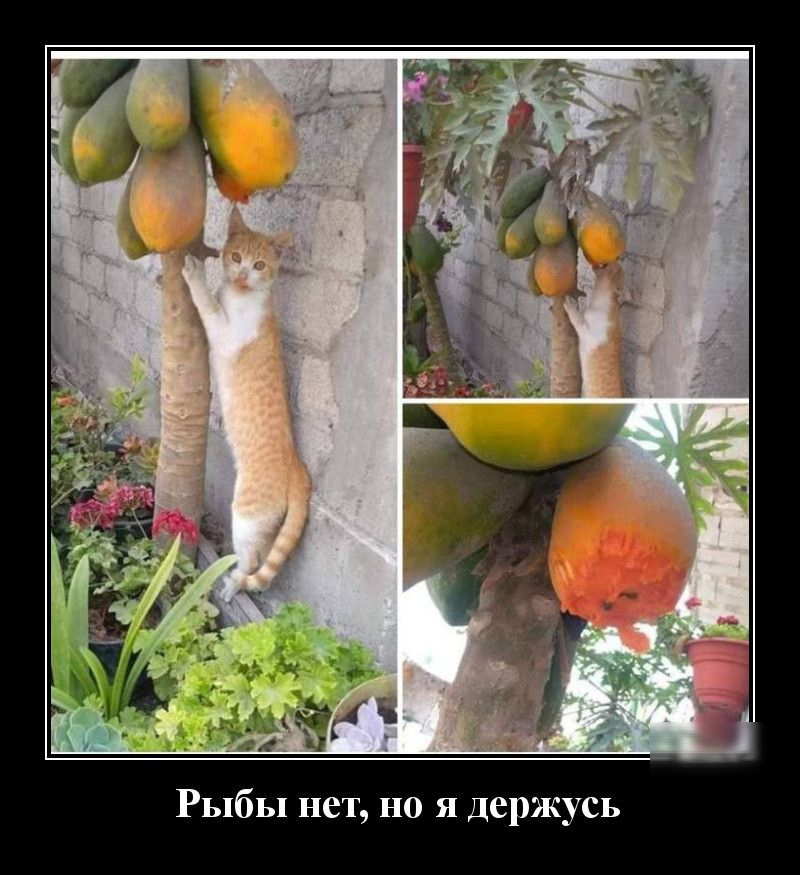 Рыбы нет но я держусь