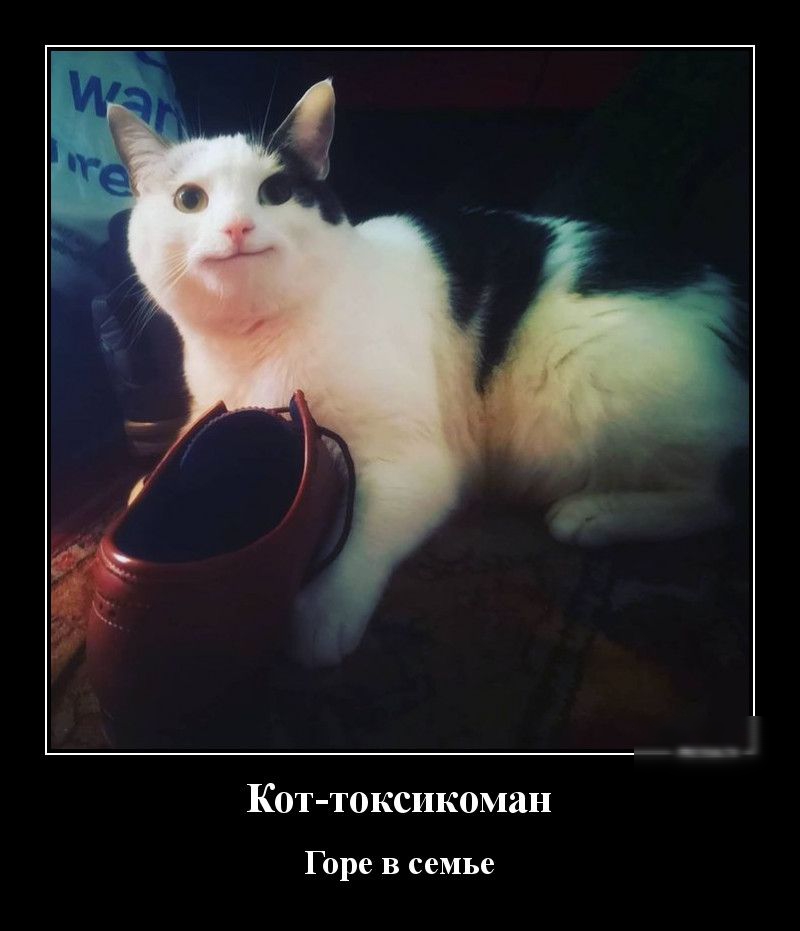 Кот токсикоман Горе в семье