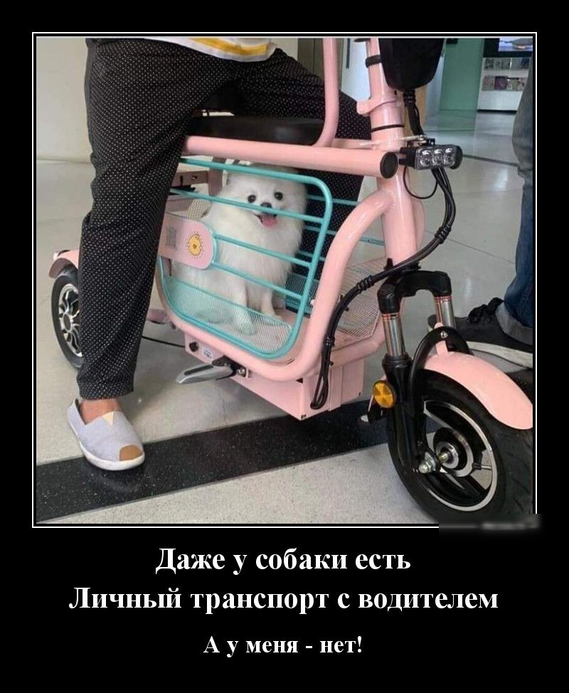 Даже у собаки есть Личный транспорт с водителем А у меня нет