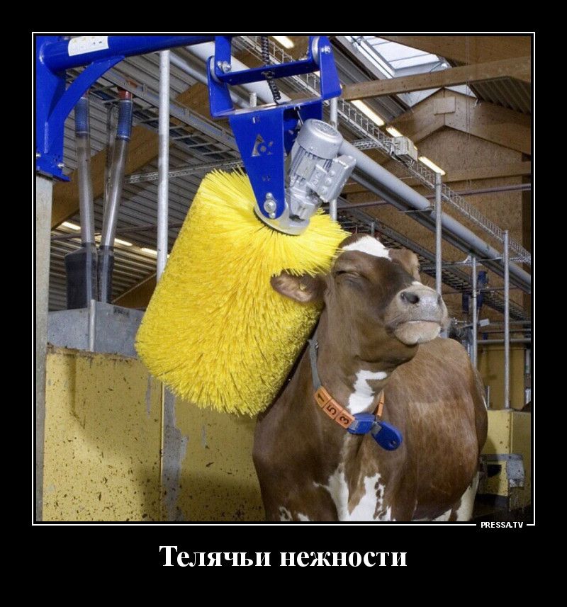 Телячьи нежности