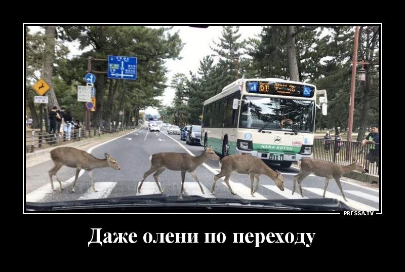 тззмч Даже олени по переходу