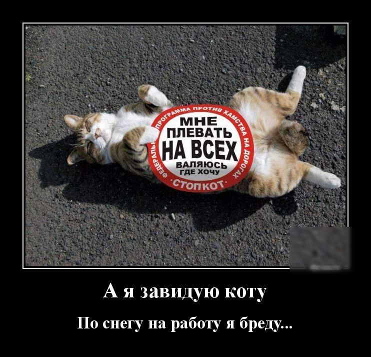 МНЕ ППЕВАТЬ НА ВСЕХ ВАЛЯЮСЬ _ где хочу А я завидую коту По снегу на работу я бреду