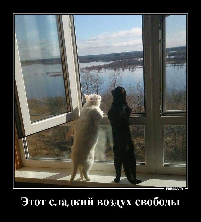 тззпп Этот сладкий воздух свободы