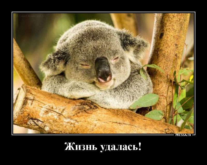 Жизнь удалась