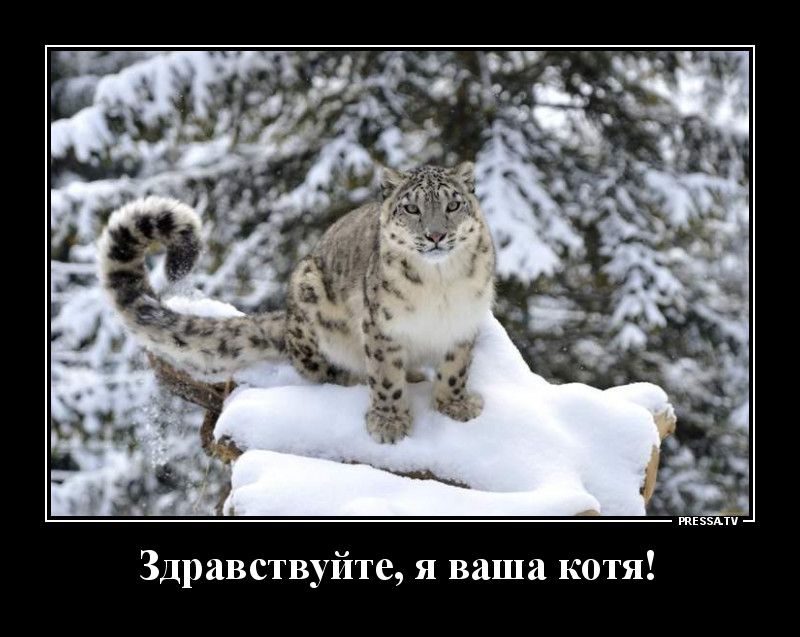 тіззьті Здравствуйте я ваша котя